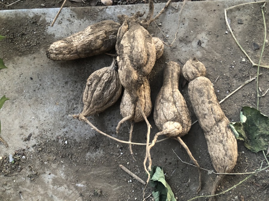 なぁ~んだッ？！