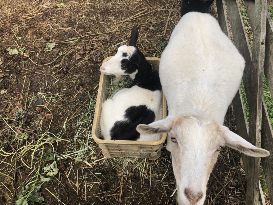 久々のボックスイン写真集。寒くなってきたので。