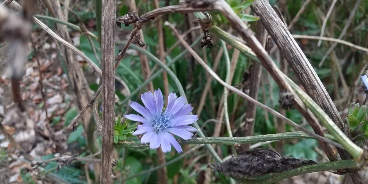 何の花でしょう？
