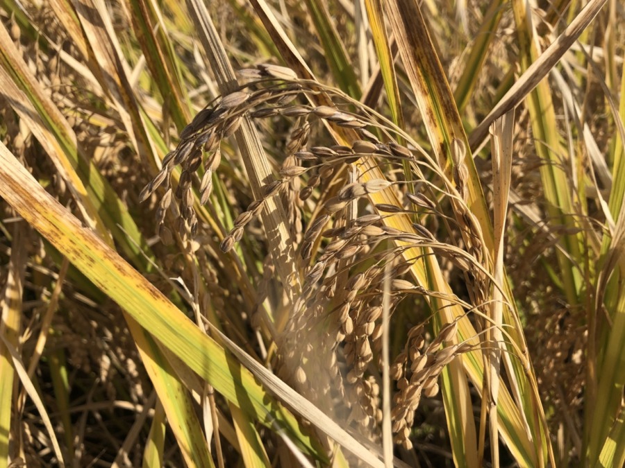 遅くなりましたが、もち米の収穫完了です。