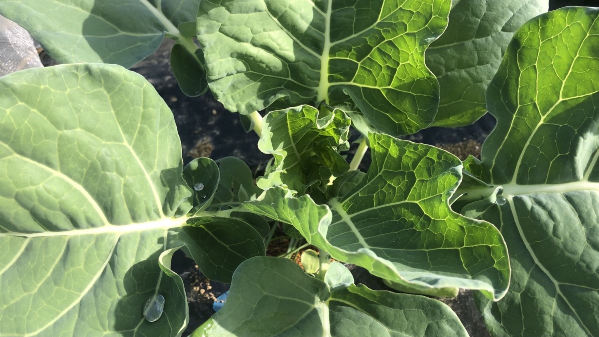 ロマネスコのいま。晴天に恵まれてキラキラしてます。