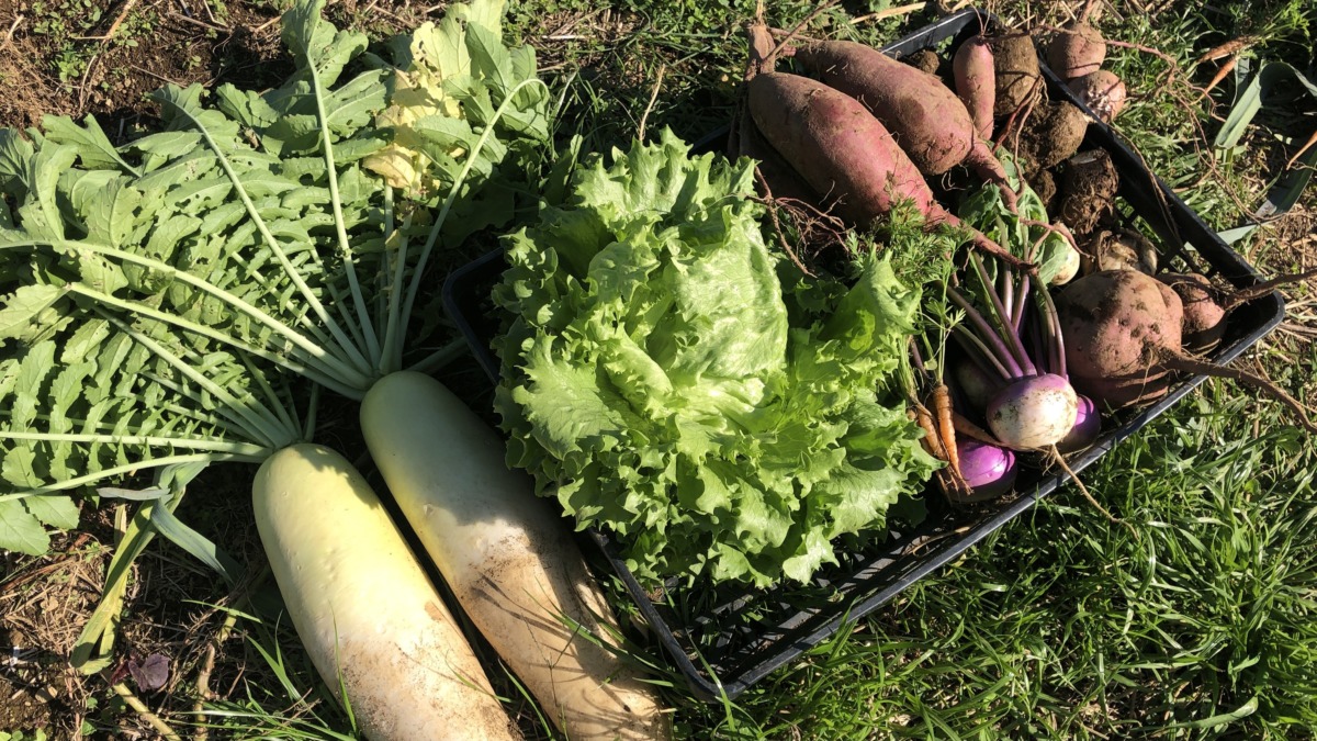今日の収穫。お芋三種、大根、あやめ雪、そしてレタス！！