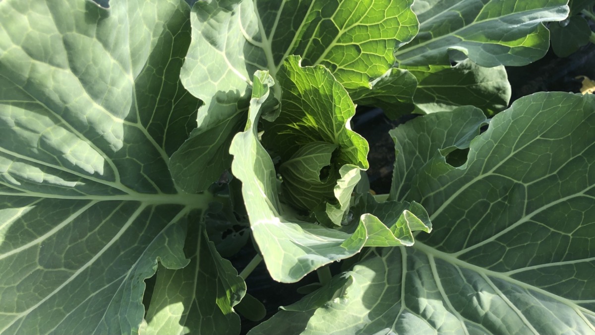 キャベツのいま。すごく順調です。