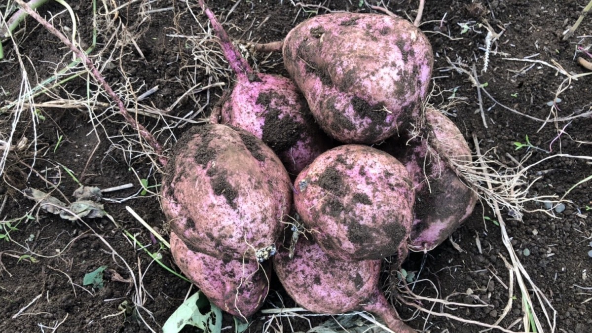 安納芋どうぞ。すごいヨ。