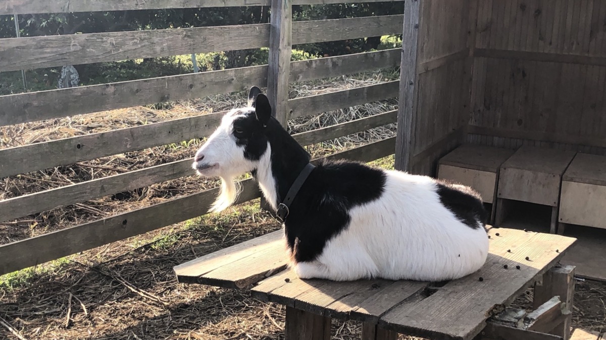 穏やかな秋の夕方のリラックス写真集🐄、ですメ。