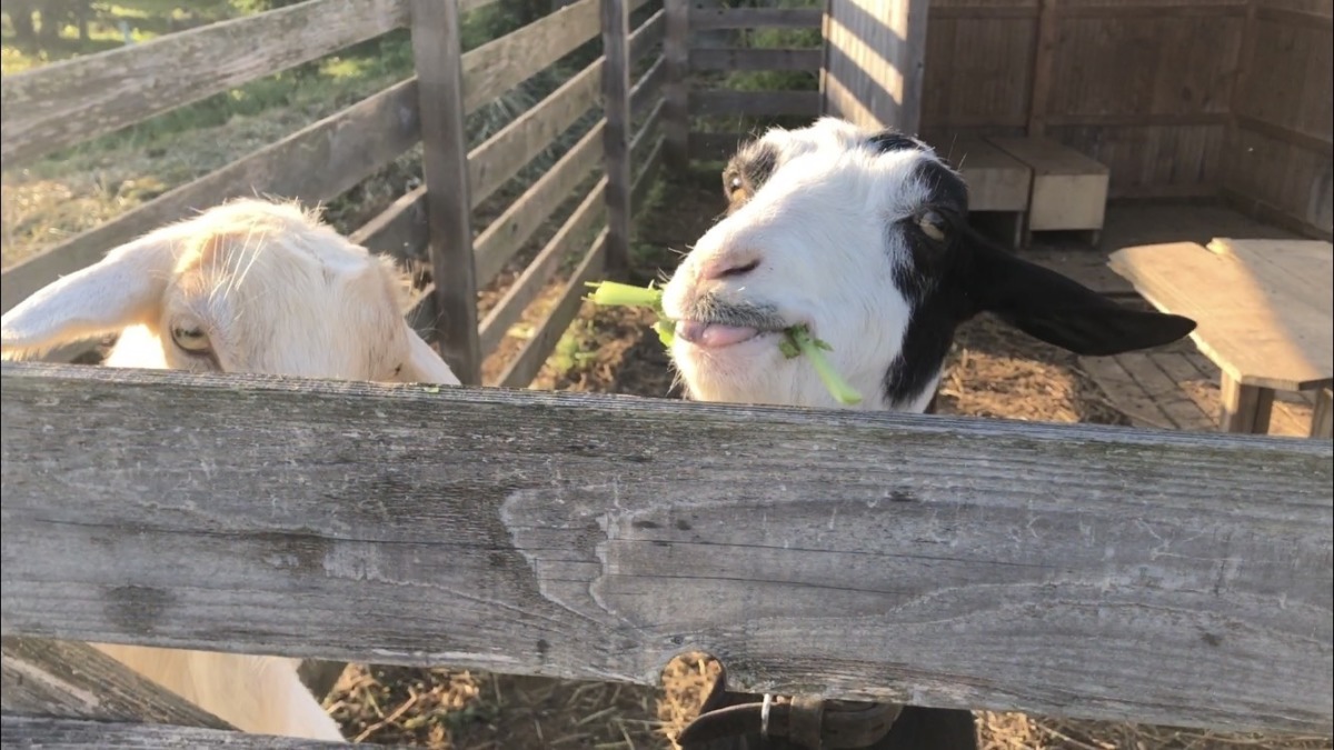 大根の葉っぱ、食べました。