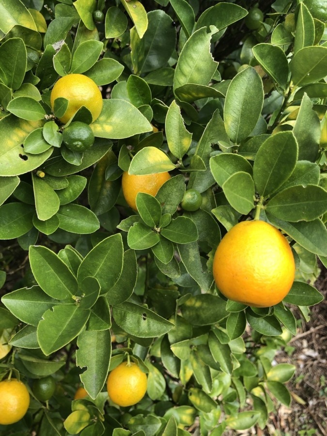 今年の金柑は、なんかデカい。