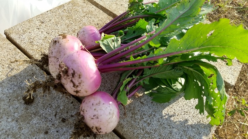 採れたてに優るものなし😃