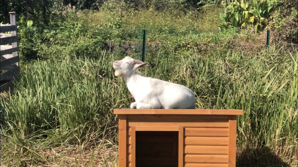 おとうと🐐お気に入りの場所は、こちら。
