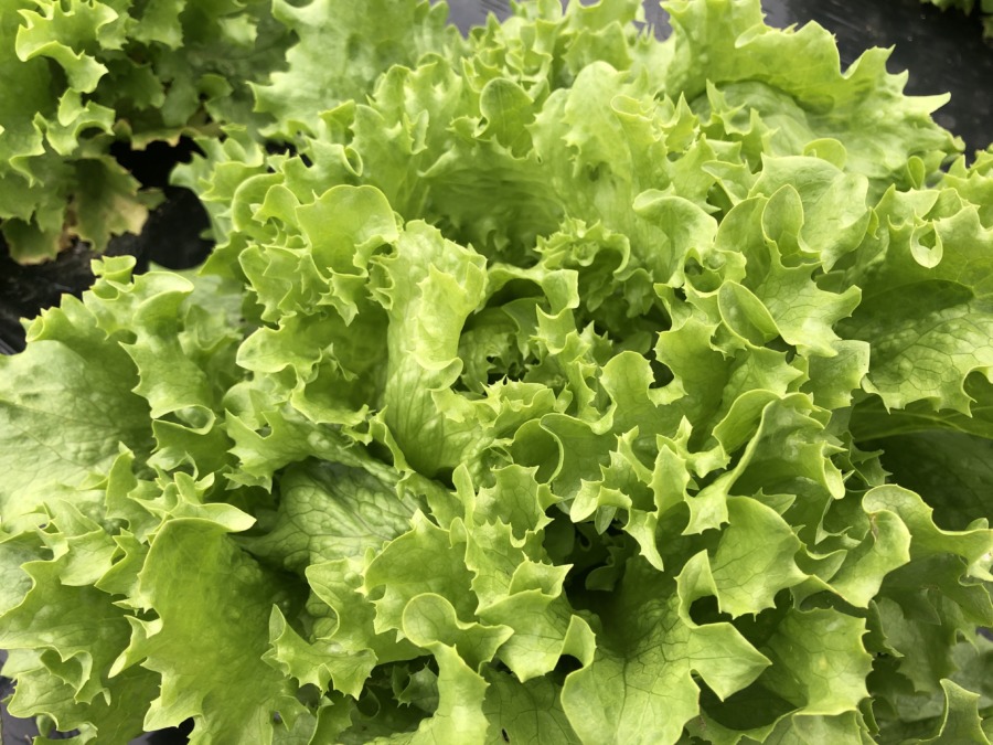 順調に成長中のレタスを間近で。