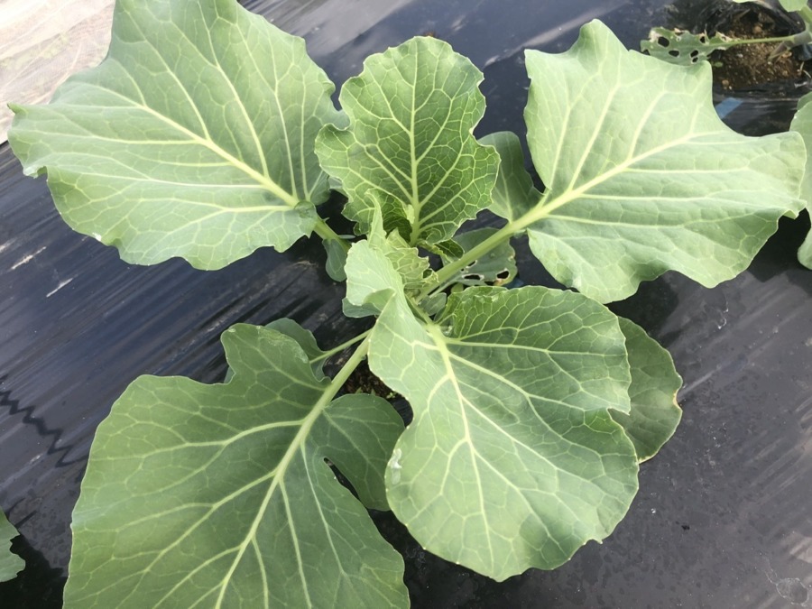 キャベツのいま。結球が始まろうとしています。