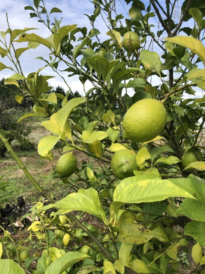 今年のレモン🍋。