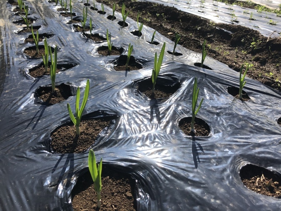 にんにくマーチの始まり。