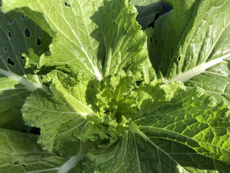 玉のなり始め。