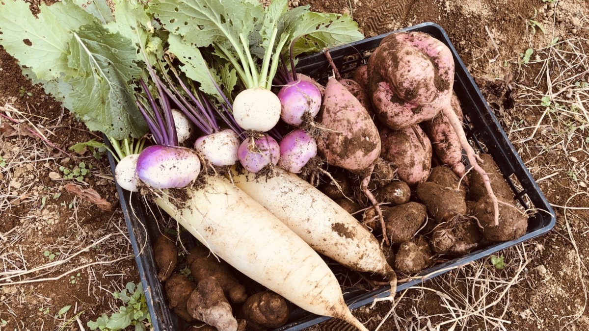 秋の味覚、収穫どっさり。安納芋、サツマイモ、里芋、大根、あやめ雪、こかぶ、山芋、、、。
