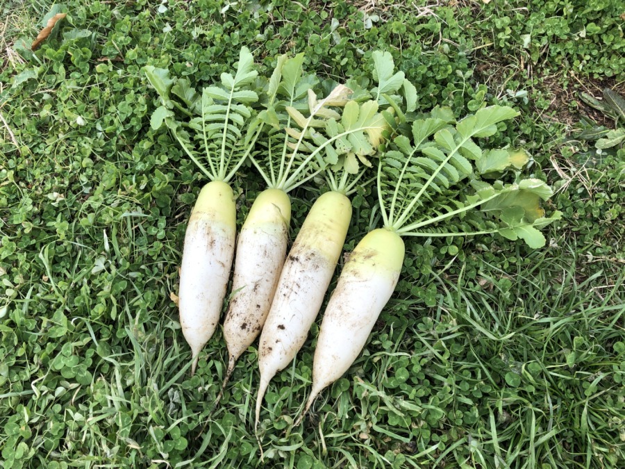 お正月おせち用に、大根vol.2を。