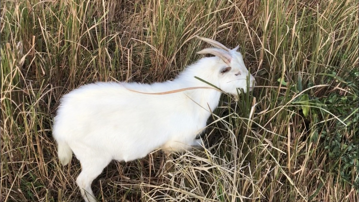 冬はロン毛になりますメ🐐
