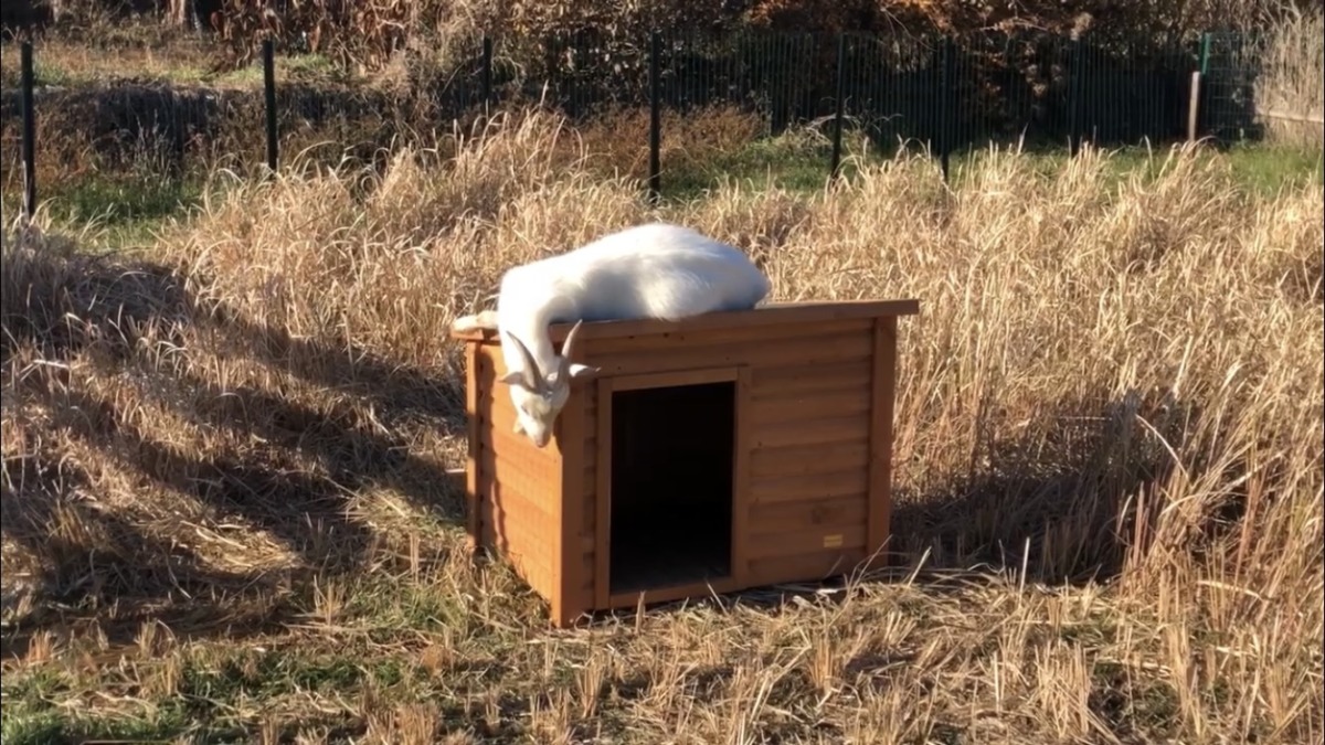 おとうとのお昼寝🐐
