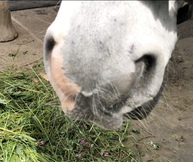 お馬のくちびる