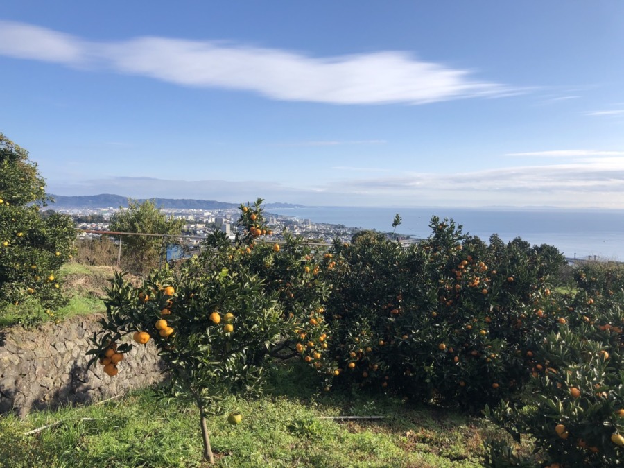 絶好のお天気の中、みかん狩りを行いました。