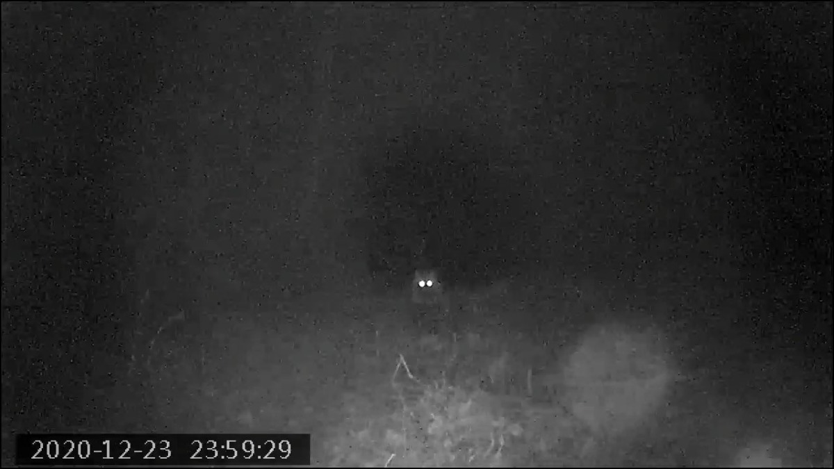 たぬき参上！！カメラ正面でポーズも📷