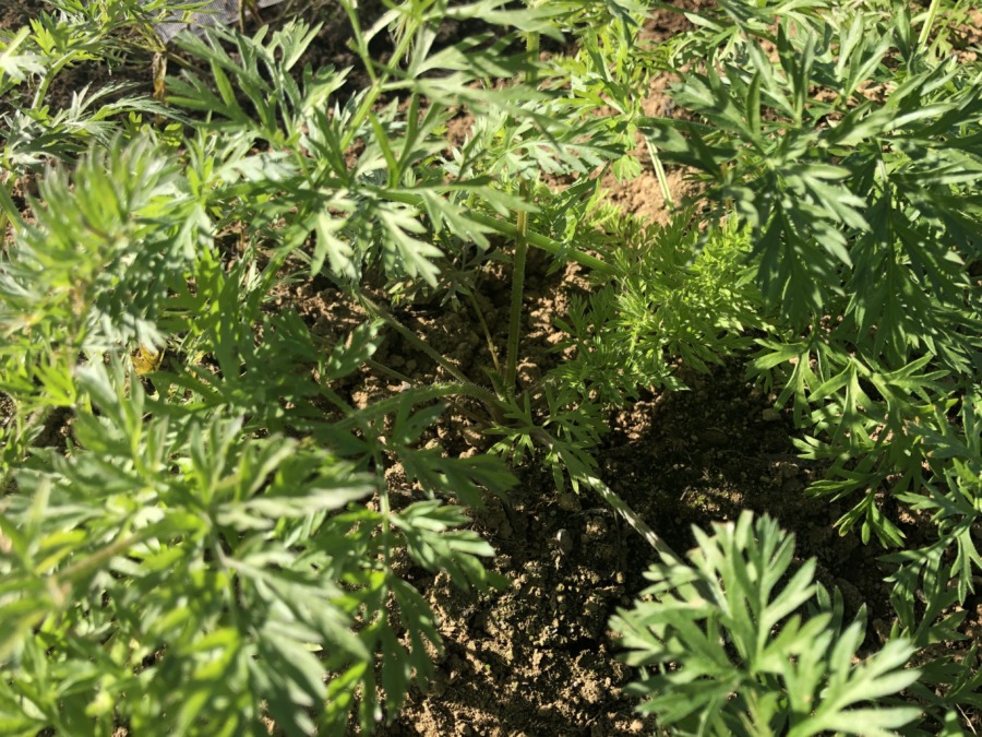 人参のいま。スクスク🥕。