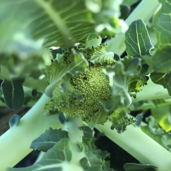 500円玉くらいのブロッコリ。