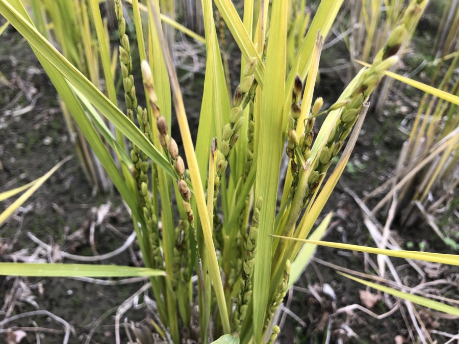 刈り取り後、冬のお米。放っておくと、実がなり始め、、、。