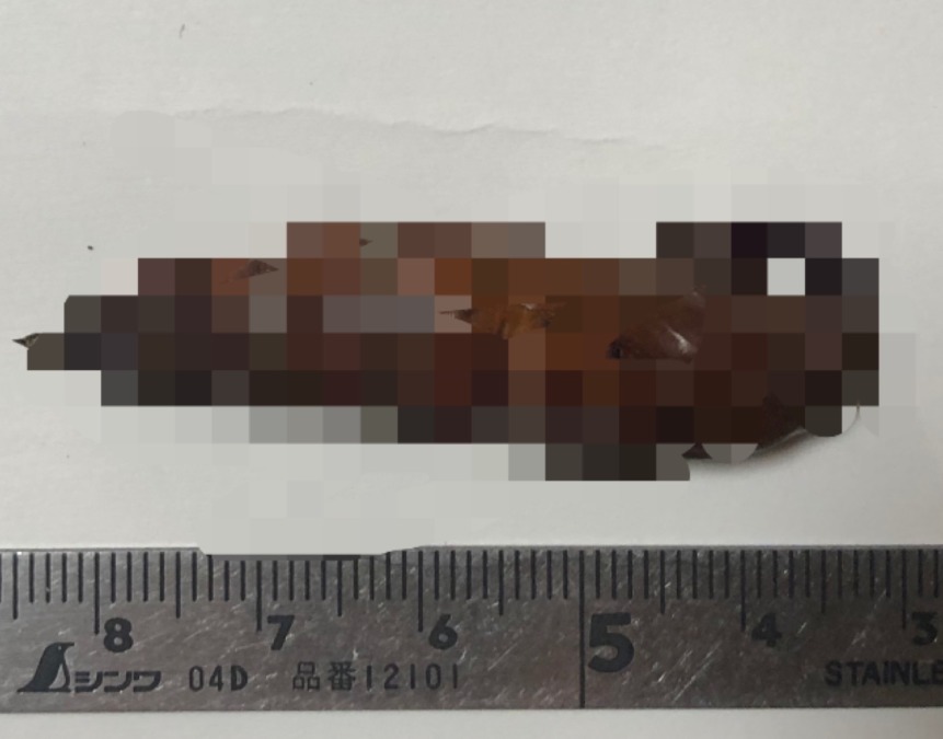 【ギャー？】さなぎ（※閲覧注意）