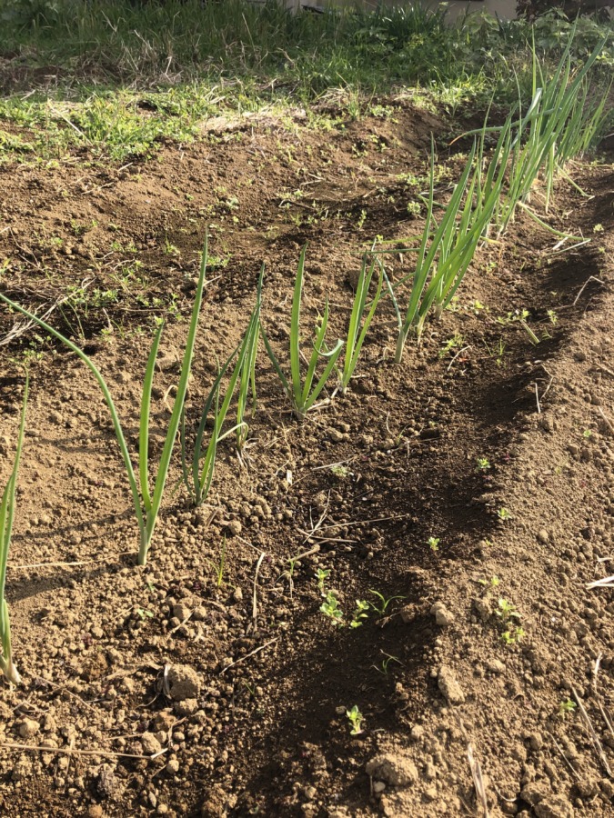 【今日のネギ属】葉ネギのいま。