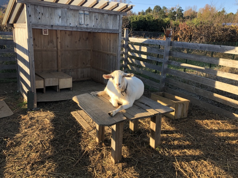 だらだら。むしゃむしゃ。