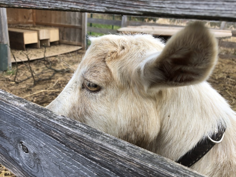 朝、寒メ。今年の12月の気温も、対平年値で低メ。