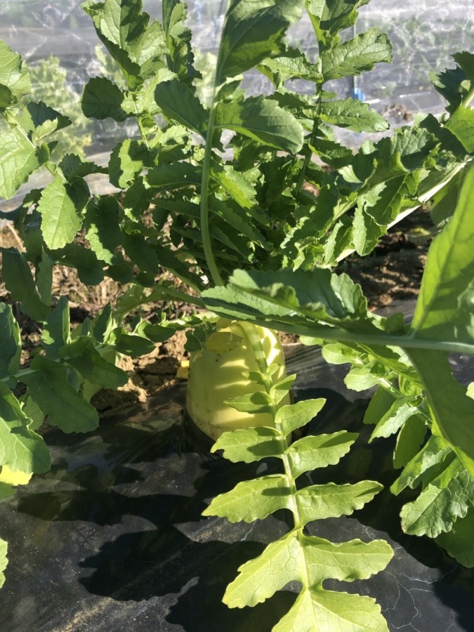 大根vol.2も収穫適期。