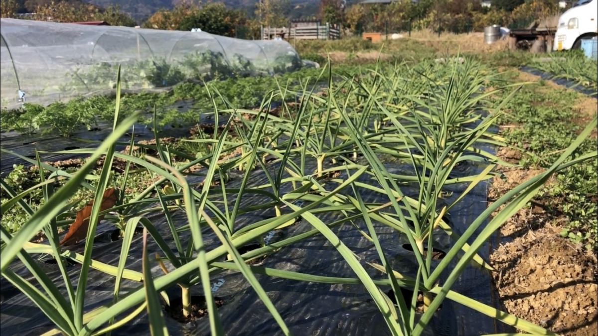にんにくから始まる、おさんぽ動画♪♬冬野菜勢ぞろい。