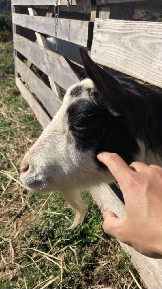 瞳がウルっとしているときは発情っぽい🐄
