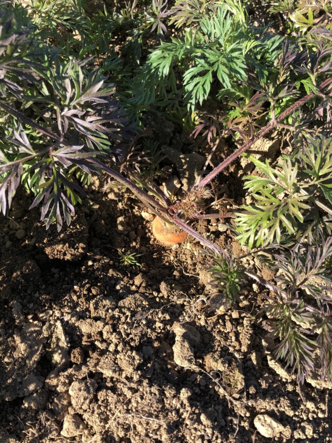 にんじんも、そろそろとりごろ。