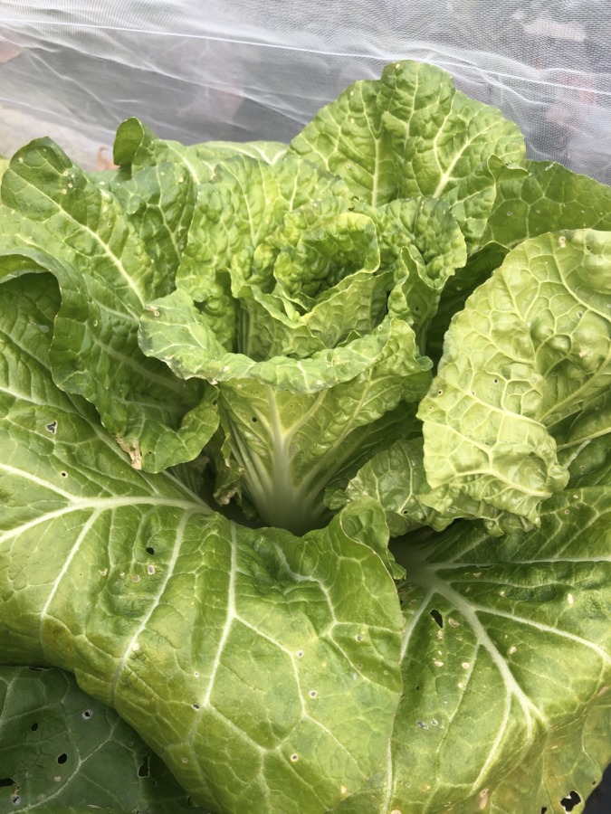 【祝】ミニ白菜、収穫okです。霜が降りれば甘み増す。