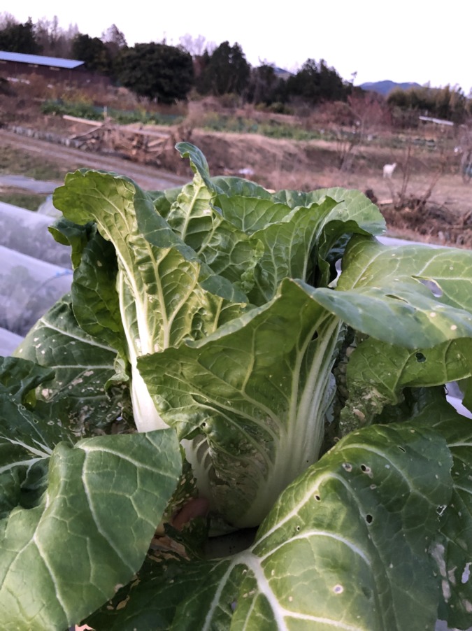 絶品ミニ白菜をどうぞ。