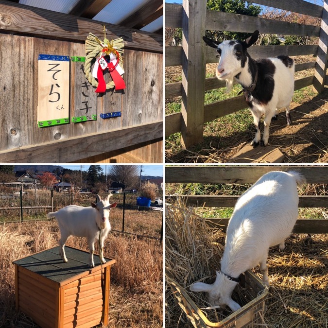 新年あけましておめでとうございます。今年もよろしくお願いいたします🐄🐐🐐
