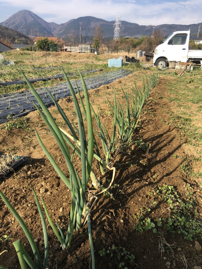 長ネギも、もう大きいのからとり始めてok.