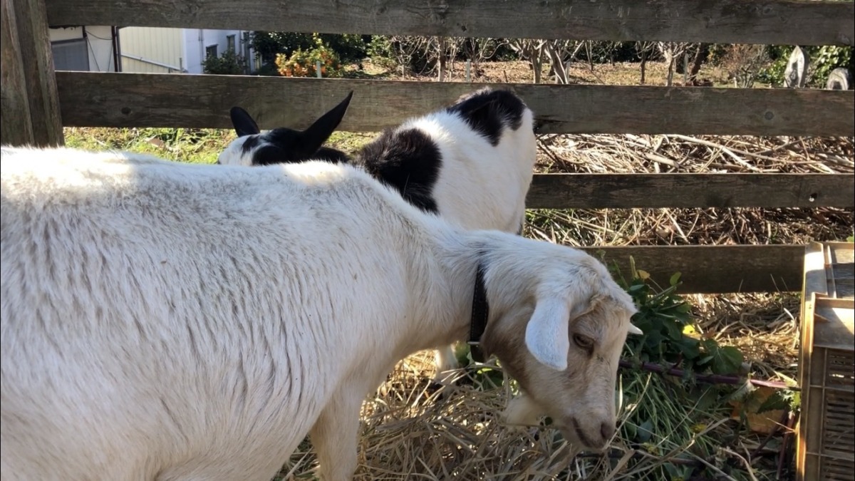今日は風強かった。