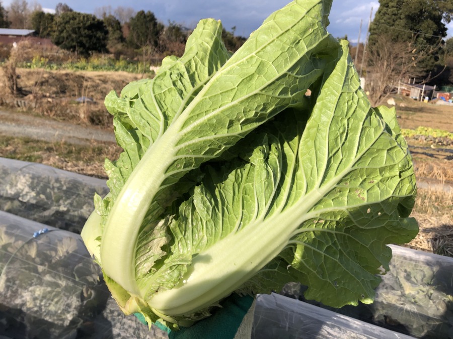 【祝】中玉白菜どうぞー！