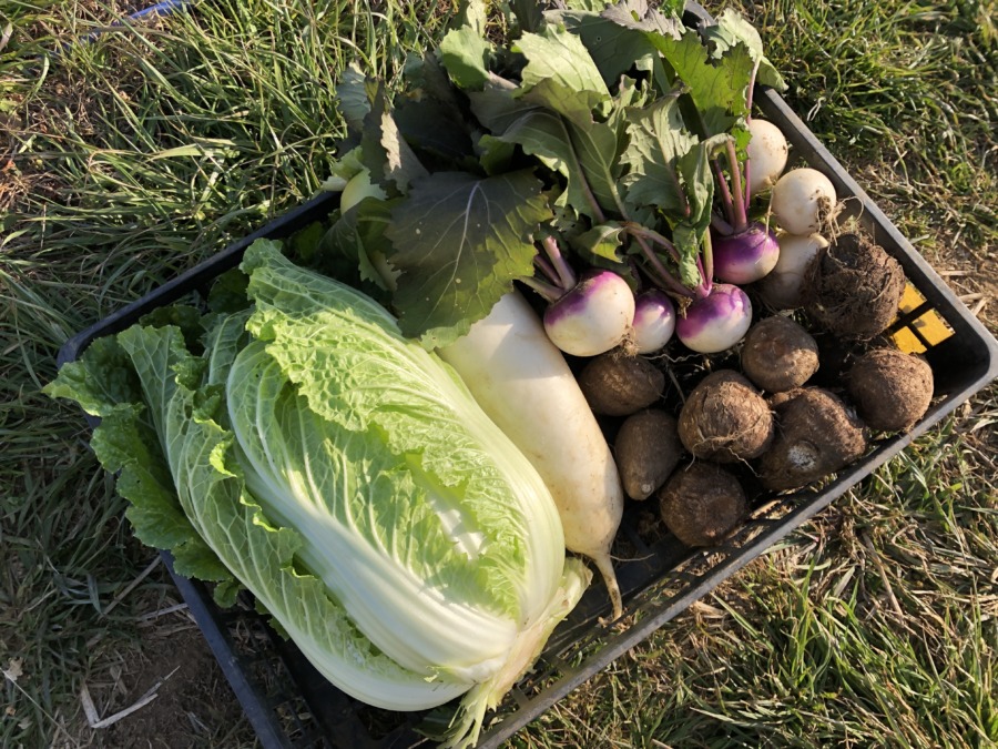 今日の冬野菜。白菜、大根、あやめ雪、こかぶ、里芋。