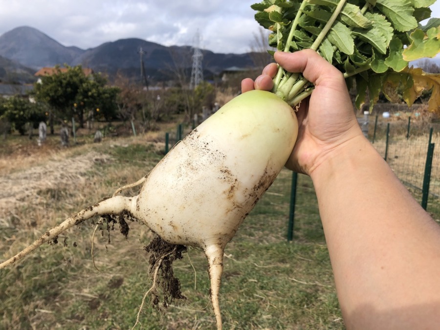 変な大根でーす(笑)