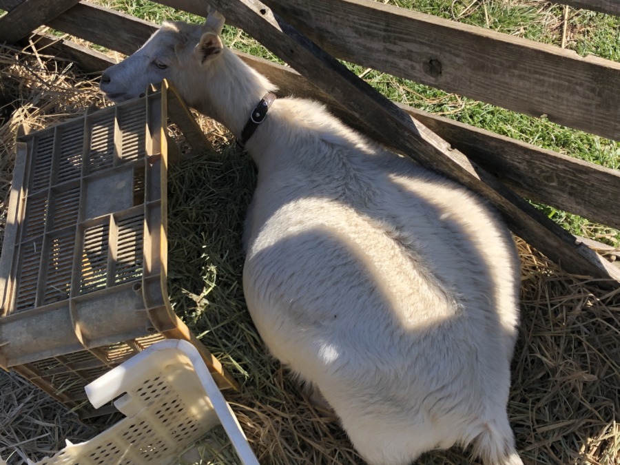 実はマタニティ。