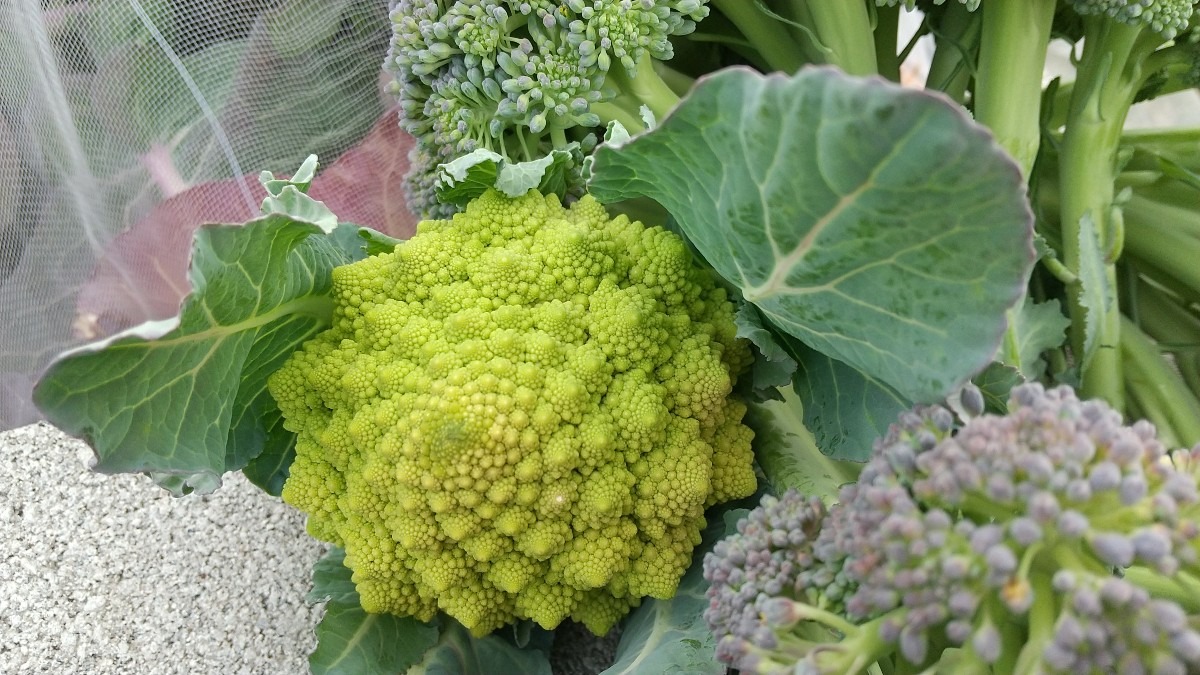 ロマネスコを収穫しました！
