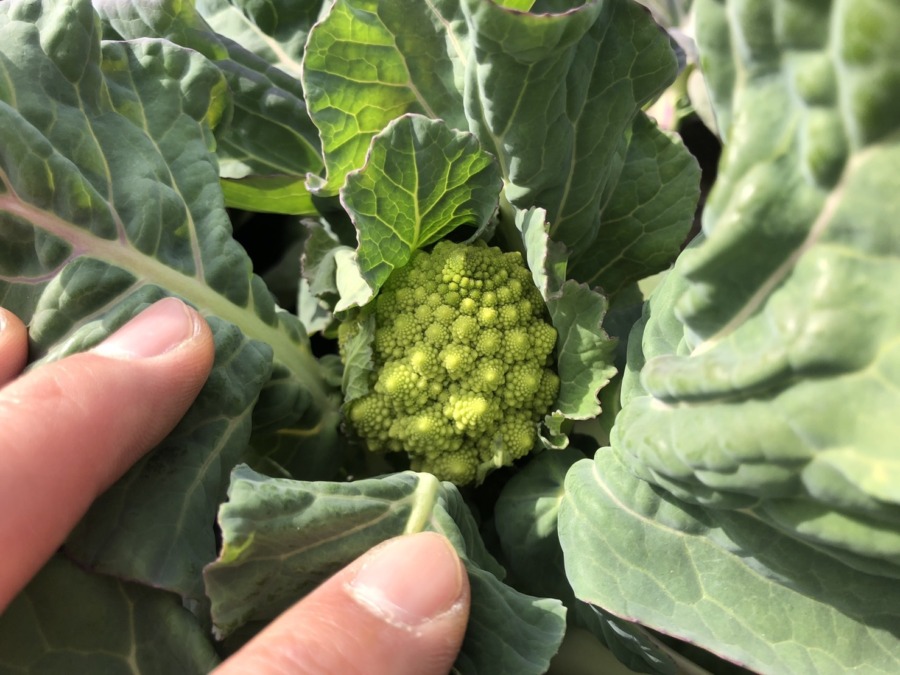 ロマネスコの肥大始まり～～。