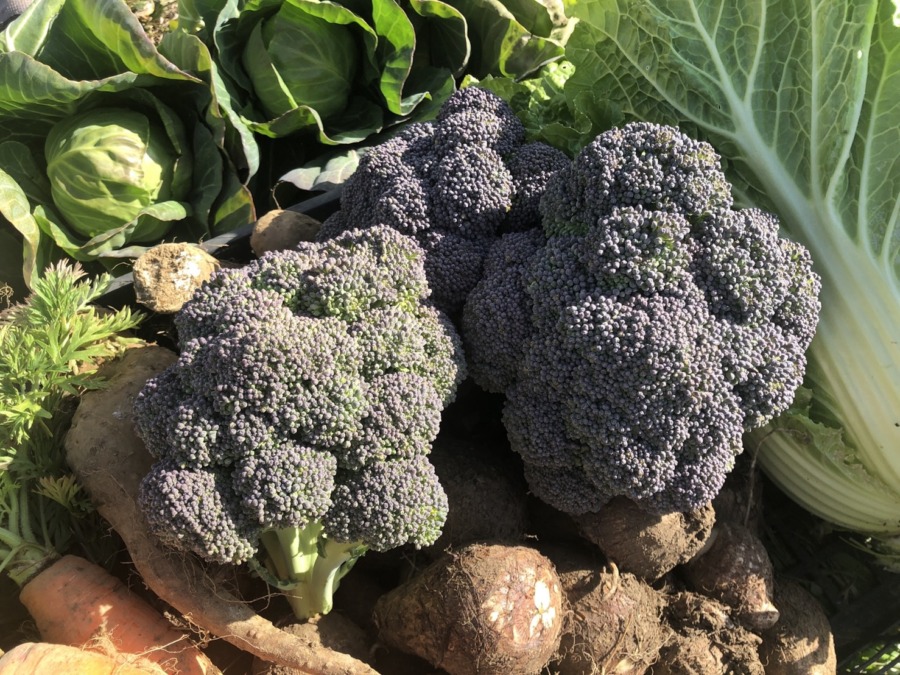 【祝】ぶろっこり初収穫✌