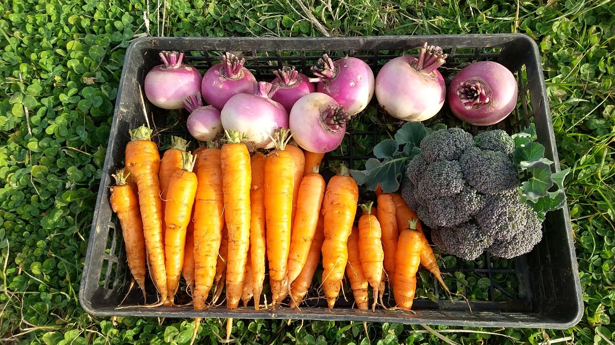 🥕🥦収穫しました