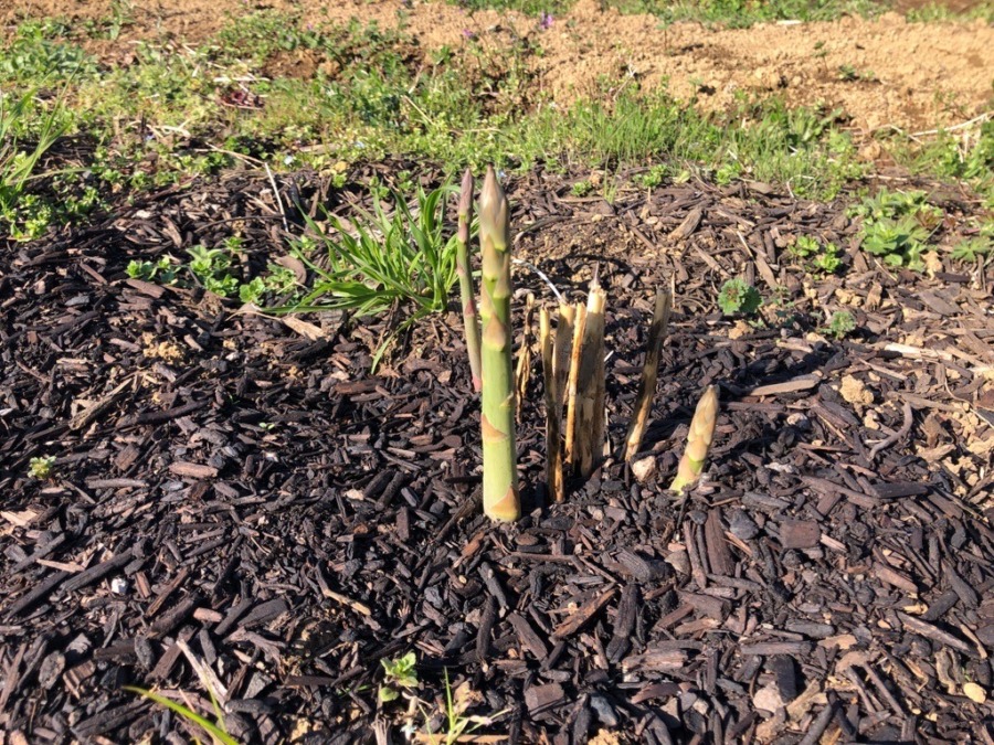 今年もアスパラの季節！